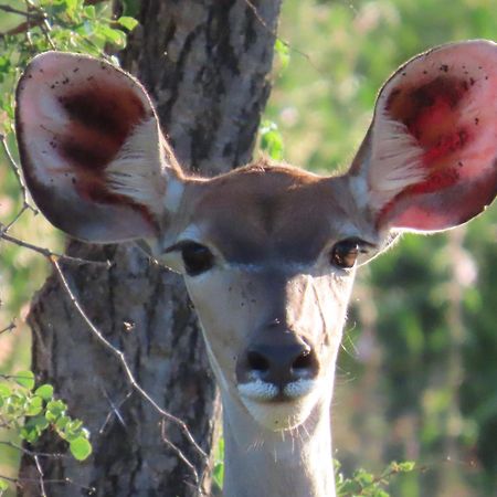 Naledi Lodges บาลูเลเกมรีเซิร์ฟ ภายนอก รูปภาพ