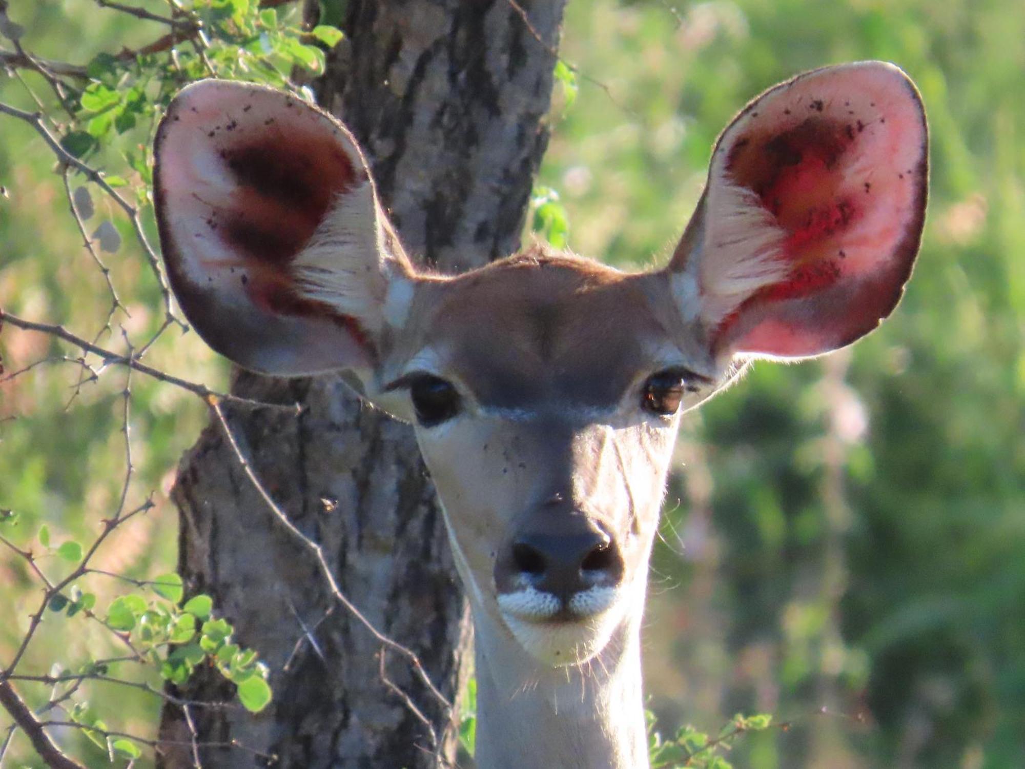 Naledi Lodges บาลูเลเกมรีเซิร์ฟ ภายนอก รูปภาพ
