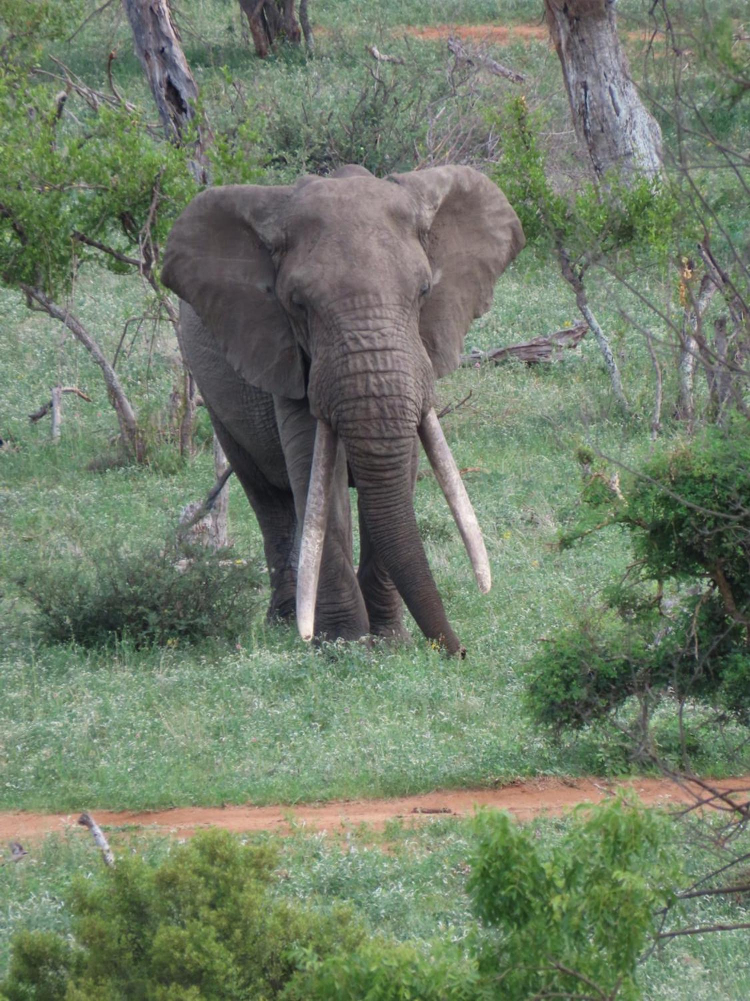 Naledi Lodges บาลูเลเกมรีเซิร์ฟ ภายนอก รูปภาพ